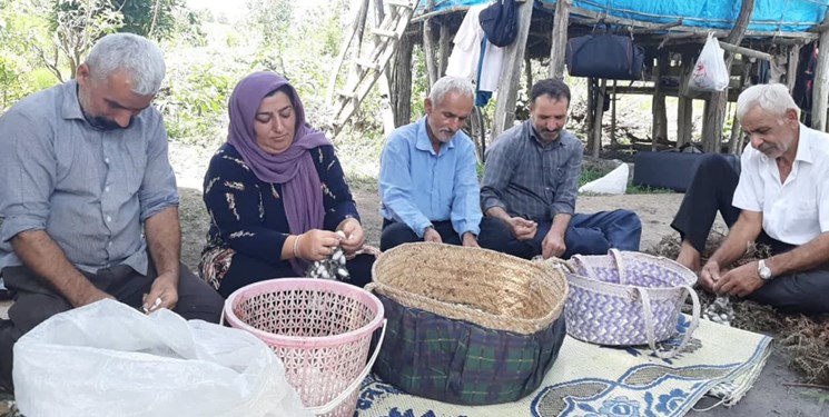 ایران، رتبه هشتم پرورش نوغان در دنیا