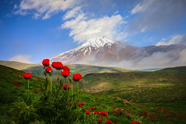 لاله‌ لار