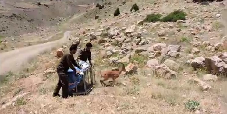رهاسازی بزکوهی گرفتار در سد منجیل+فیلم