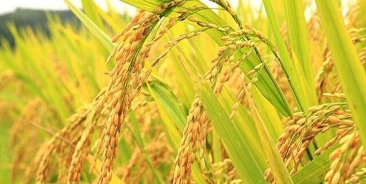 به بار نشستن خوشه‌های طلایی برنج