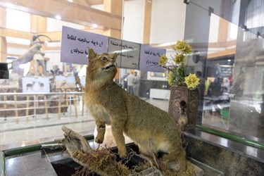 موزه حیات وحش پارک ملی گلستان
