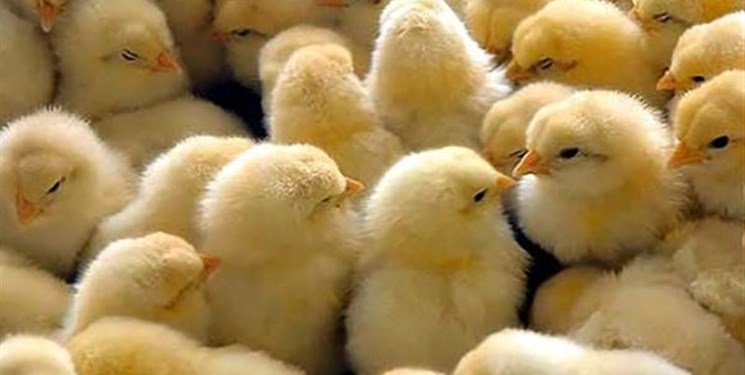 جوجه‌ریزی 37 میلیون قطعه‌ای مرغ در مازندران