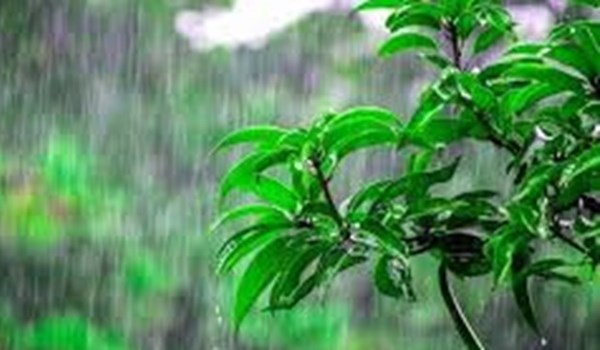 فیلم| بارش باران گیلان را خنک کرد