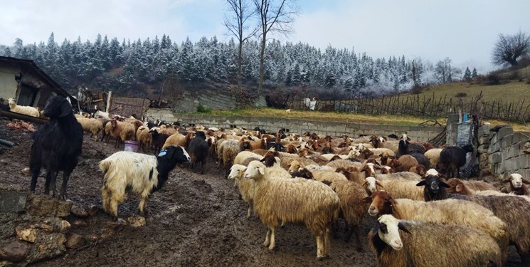 زنجیره تولید گوشت قرمز در روستاهای مازندران حفظ شود