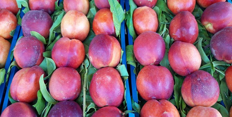 صنایع تبدیلی؛ حلقه مفقوده رونق محصولات باغی مازندران