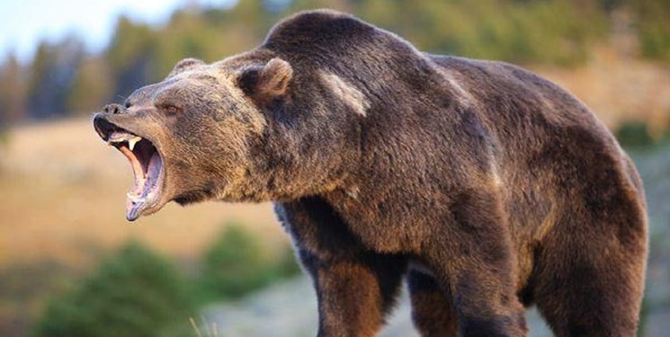 ماجرای حمله خرس وحشی به پیرمرد گیلانی+ عکس