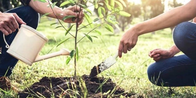 3 میلیون اصله نهال مرتعی و بیابانی در گلستان تولید می‌شود