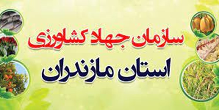 مدیریت بازار مرغ دلیل همراهی نکردن رئیس جهاد در سفر به روسیه