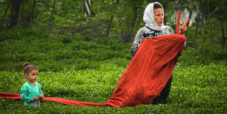 افزایش 20 درصدی تولید برگ سبز چای در کشور