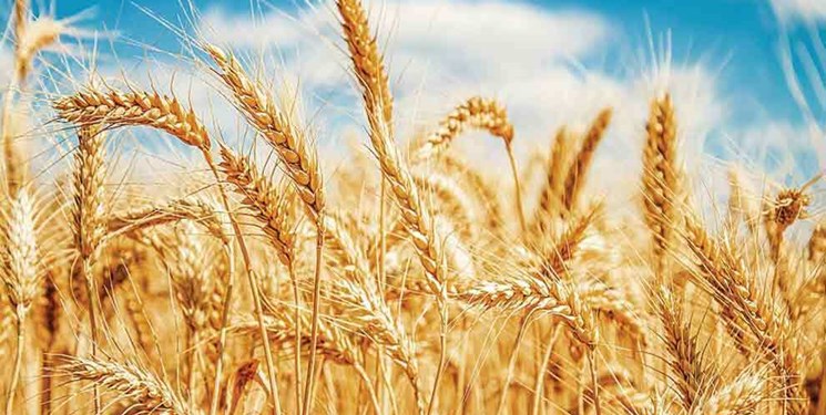 خرید تضمینی 115 هزار تن گندم در مازندران