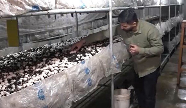 فیلم| اشتغالزایی جوان فریدونکناری با پرورش قارچ