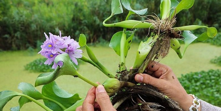 آب‌بندان آغوزبن در چنبره سنبل شیطانی