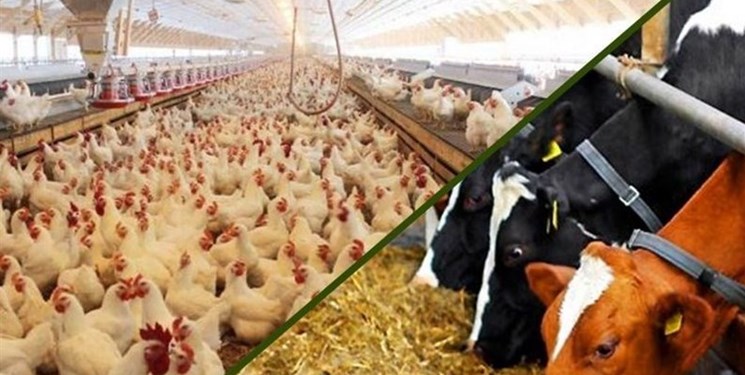 توزیع 620 هزار تن نهاده‌ دام و طیور در گلستان