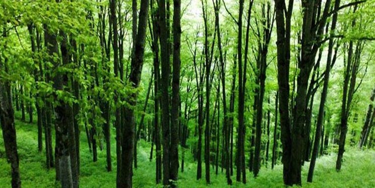 آغاز ساخت و نصب پلاک ثبتی و تابلو راهنمای جنگل‌های هیرکانی