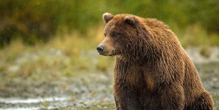 نصب هرگونه تله برای دفع تعارضات جانوری ممنوع است