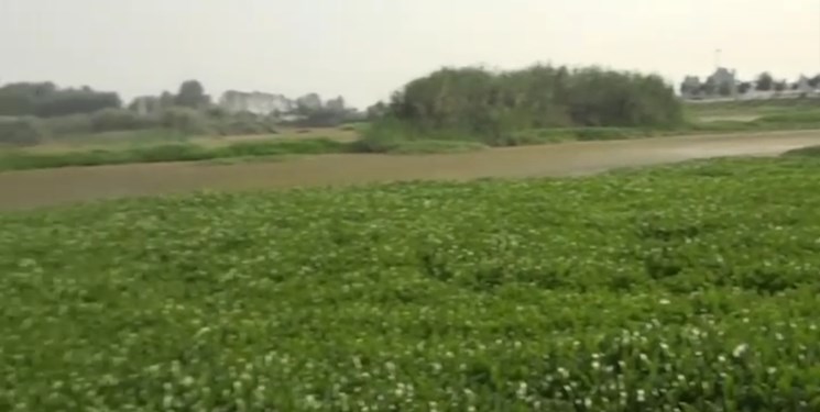 مقدمات جمع‌آوری «سنبل شیطانی» از آب‌بندان بابل آماده است