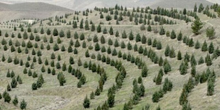 تولید 3 میلیون نهال برای مبارزه با ریزگرد در گنبدکاووس