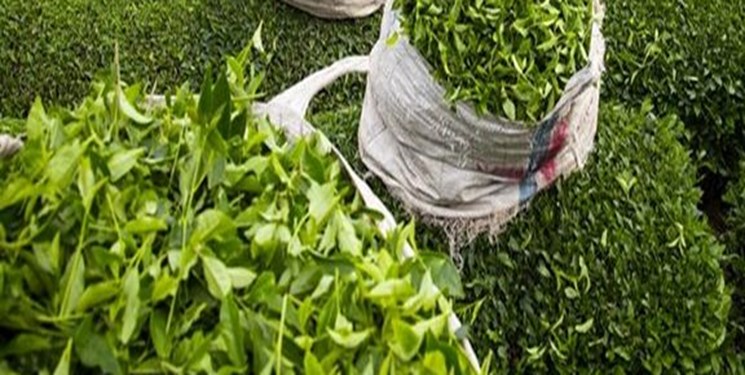 خرید 661 میلیارد تومان برگ سبز چای در گیلان