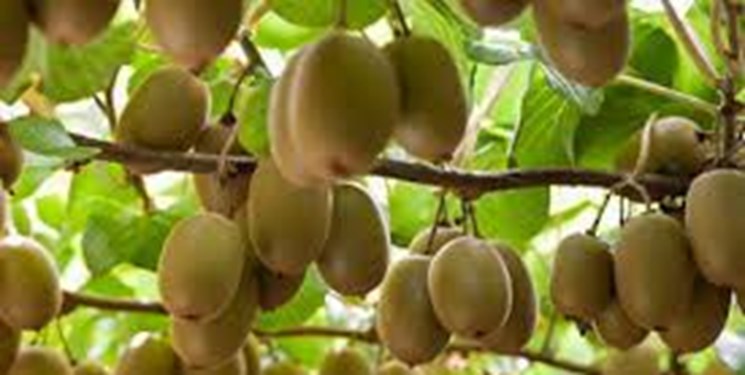 آغاز مبارزه با شپشک در باغات کیوی مازندران