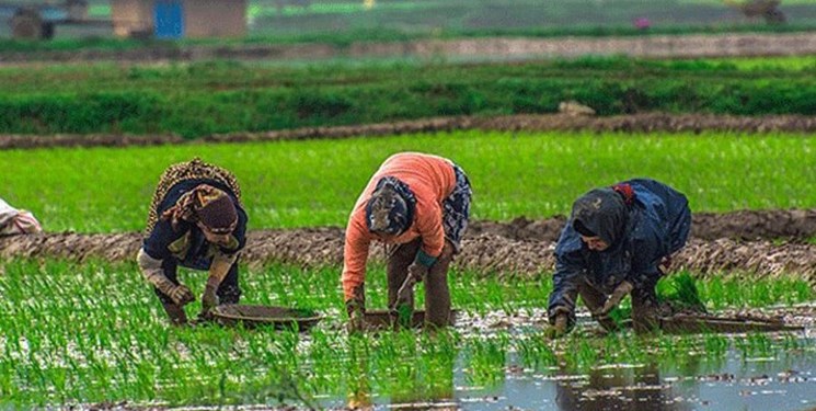 پیش‌بینی برداشت 300 هزار تن شالی در گلستان