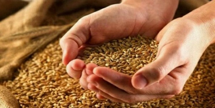 فرآوری و تامین بذر اصلاح شده گندم در گلستان