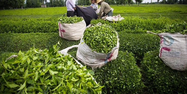 خریداری بیش از 140 هزار تن برگ سبز چای در کشور