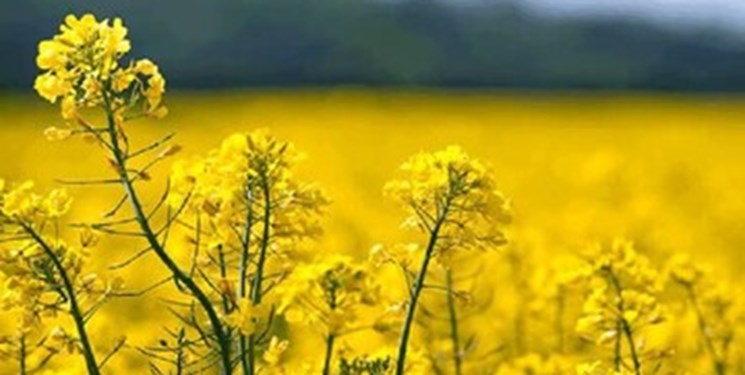 آغاز عملیات خرید تضمینی دانه روغنی سویا در اواخر مهرماه