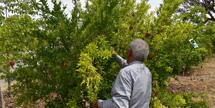 برداشت انار در گیلان آغاز شد