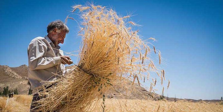 1540 میلیارد تومان از مطالبات گندمکاران گلستانی پرداخت شد