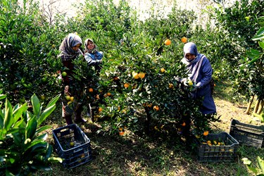 نارنجی‌های پاییزی