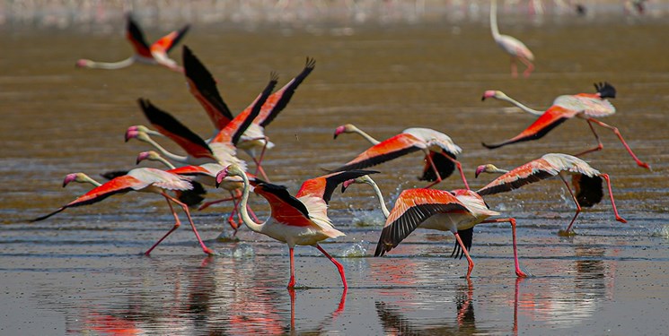 آمادگی طبیعت مازندران برای میزبانی از پرندگان مهاجر