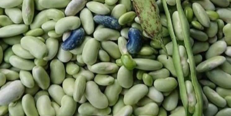 آغاز برداشت باقلا به ارزش 870 میلیارد تومان در گیلان