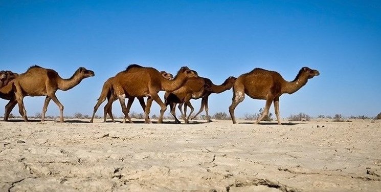 گنبدکاووس میزبان جشنواره اقتصادی پرورش شتر ترکمن