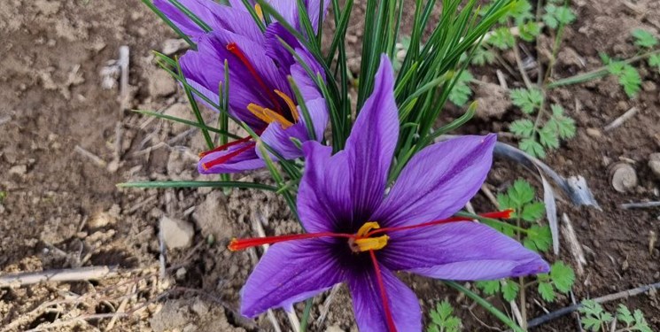 طلای سرخ مازندران در مسیر توسعه