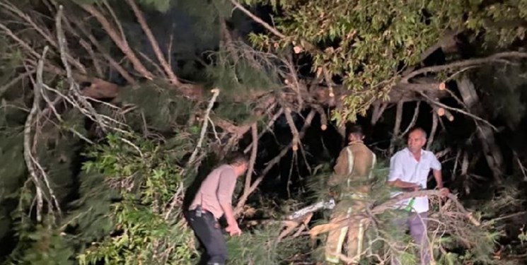 باد شدید باعث سقوط 60 اصله درخت در گلستان شد