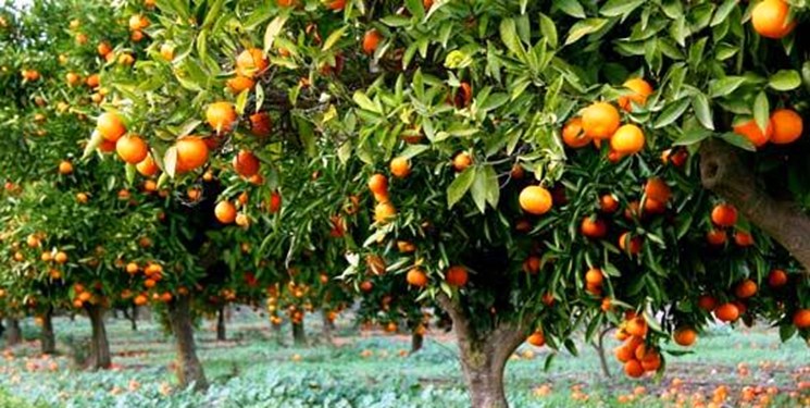 افزایش 5 برابری صادرات نارنگی از مازندران