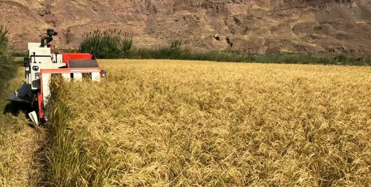 تولید 916 هزار تن برنج سفید در مازندران