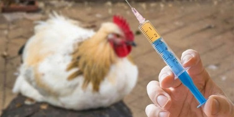 بیش از 10 هزار قطعه طیور در گیلان  واکسینه شدند