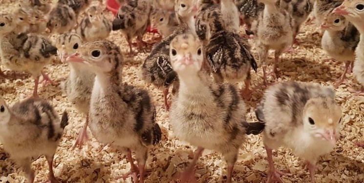 تولید 2 میلیون جوجه بوقلمون در گیلان