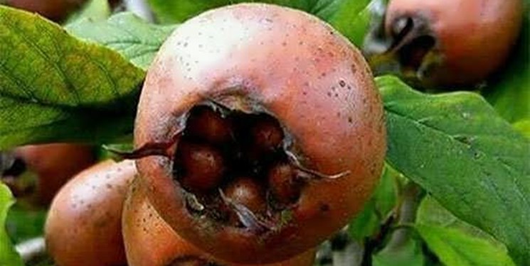 تمبر ملی با مزه ترش و ملس «کِنِس دِشو»