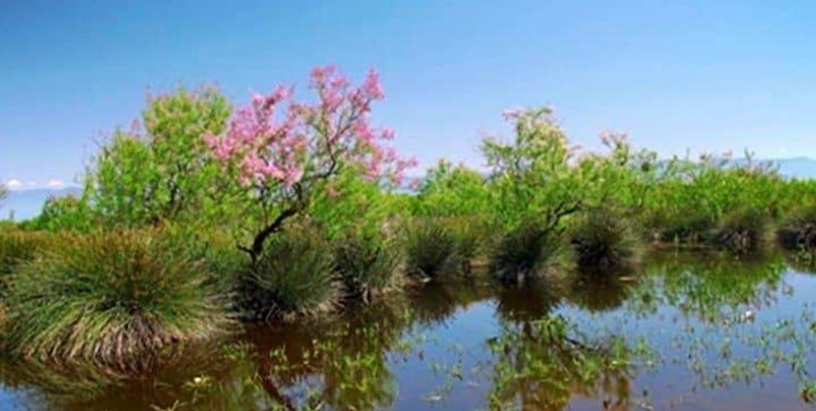 میانکاله جانی تازه گرفت