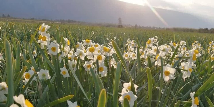 برگزاری جشنواره گل نرگس در جویبار