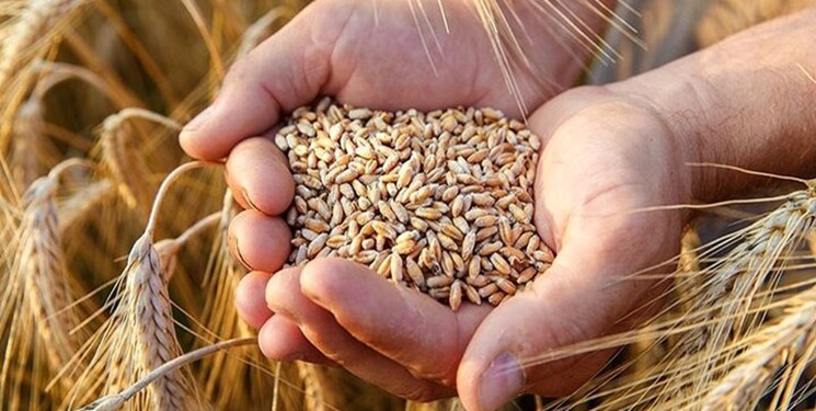 افزایش تولید محصولات استراتژیک کشاورزی در مازندران با حمایت دولت