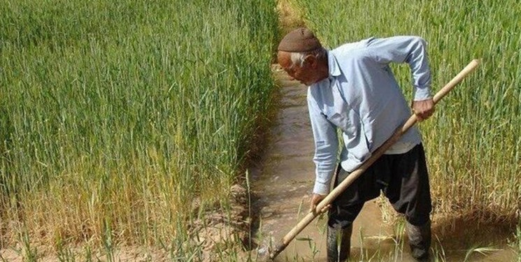 8 هزار کشاورز گیلانی محصولات خود را بیمه کردند