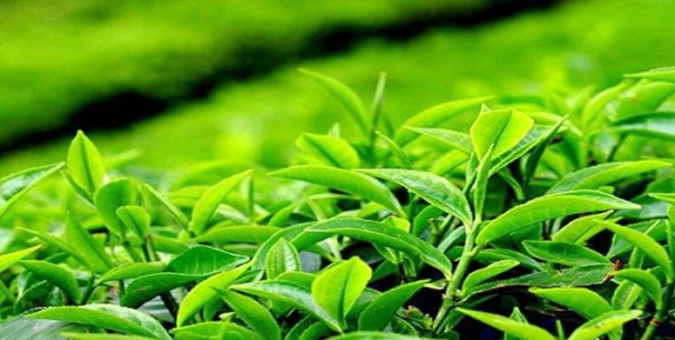 72 میلیارد تومان تسهیلات سرمایه در گردش به چایکاران پرداخت شد