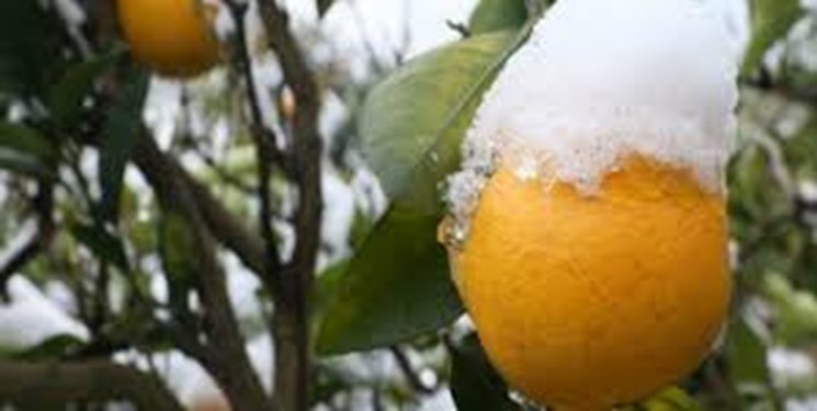 باغداران شمالی نگران برف و سرمای آخر هفته نباشند