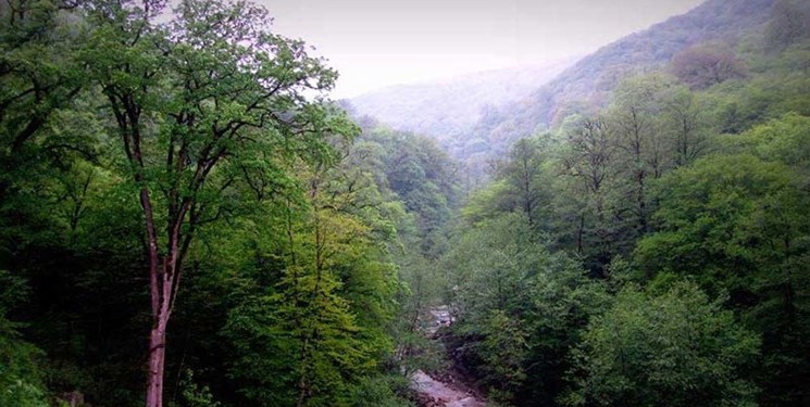 بیش از 2700هکتار از زیستگاه های جنگلی گلستان در معرض نابودی است