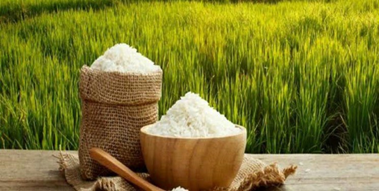 اختصاص 65 هزار میلیارد ریال برای خرید برنج توسط دولت