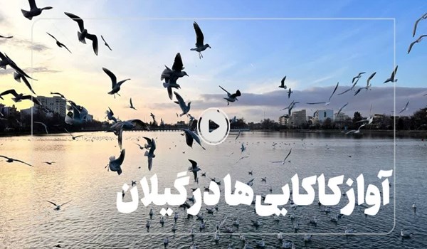 فیلم| آواز کاکایی‌ها در گیلان