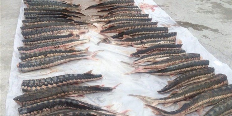 پرورش 350 کیلو خاویار پرورشی در گیلان